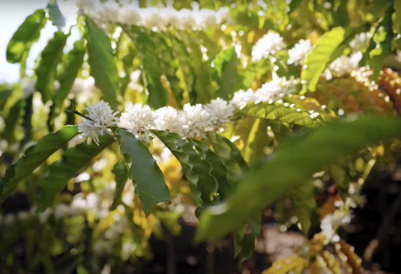 CULTIVAR DE CAFÉ COM POTENCIAL PARA AGRICULTURA FAMILIAR